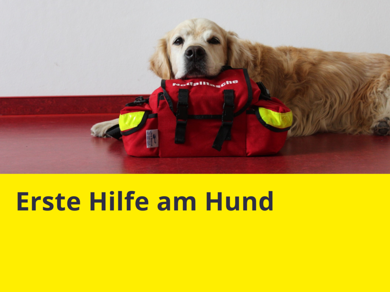 erste-hilfe-am-hund.png